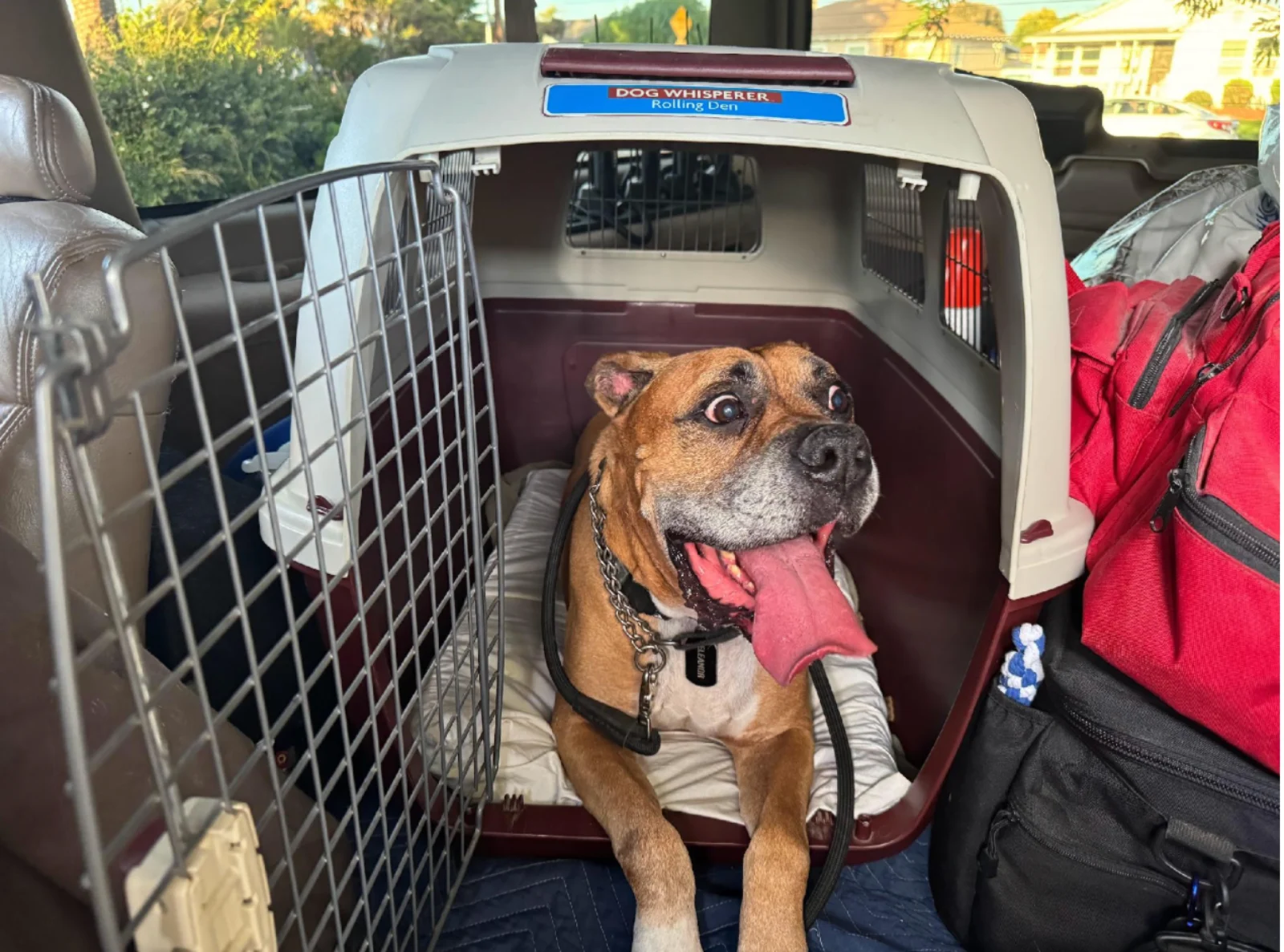 Macho crated in the car for the ride home to Ray